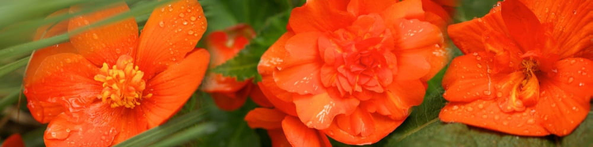 Close-up of water drops on orange flowers Canvas Art - Panoramic Images (27 x 9)