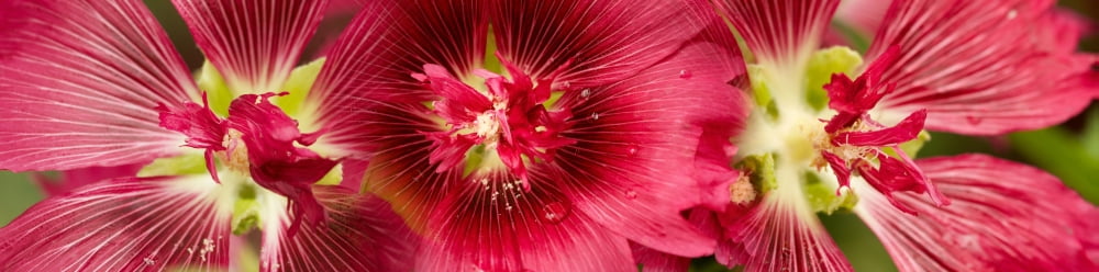 Close-up of water drops on red flowers Canvas Art - Panoramic Images (27 x 9)