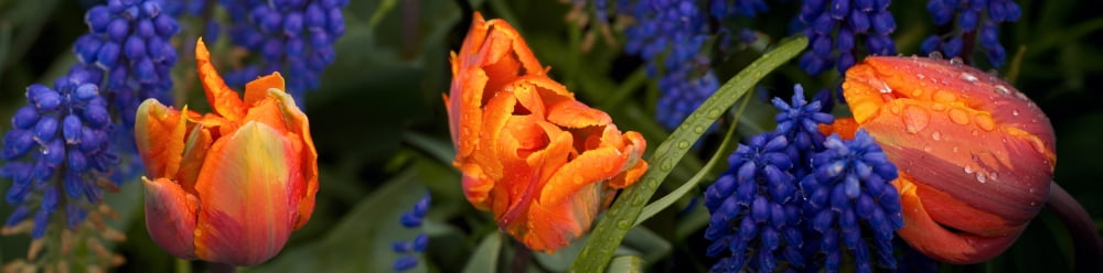 Close-up of water drops on tulips Canvas Art - Panoramic Images (27 x 9)