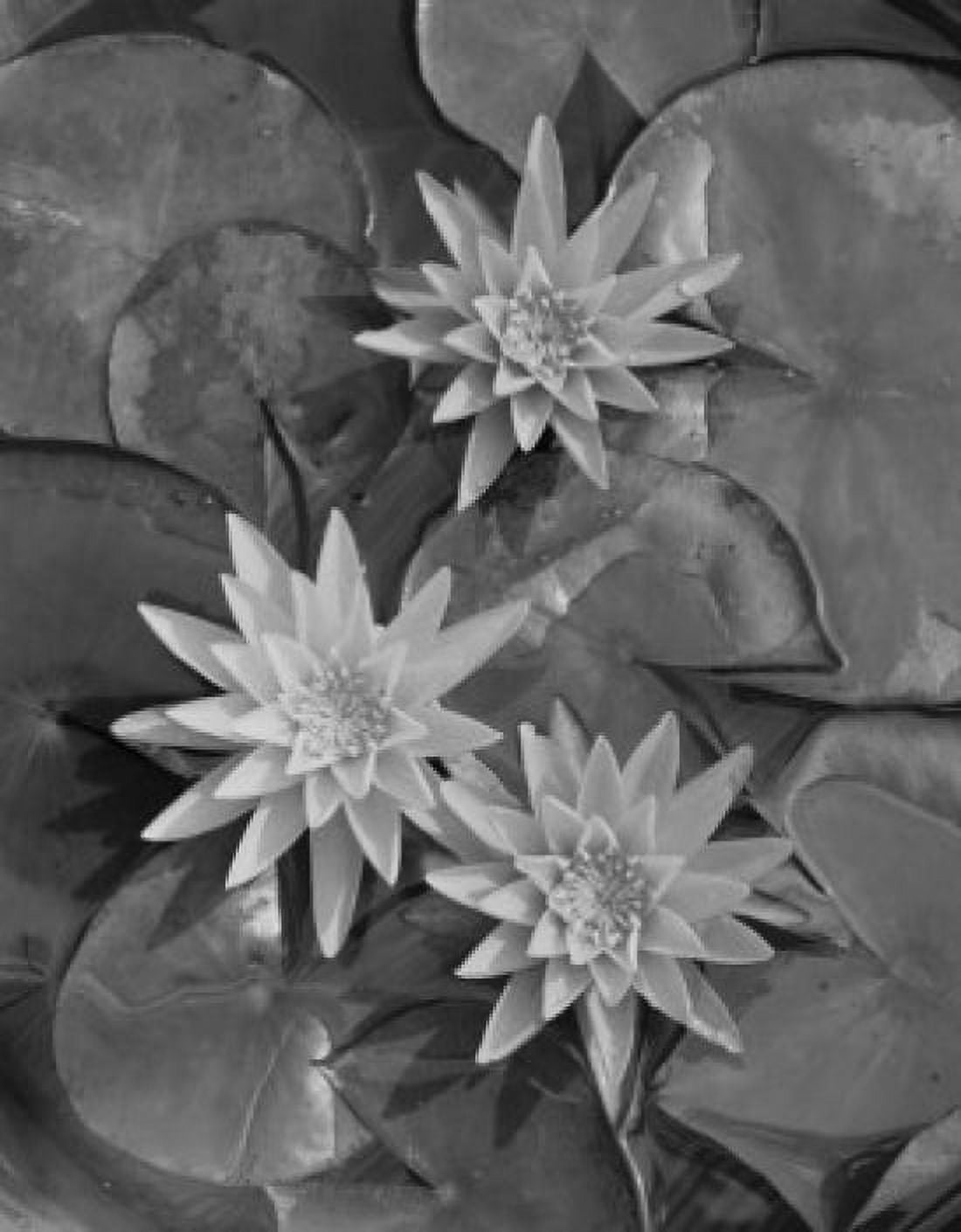 Close up of water lily Canvas Art - (24 x 36)