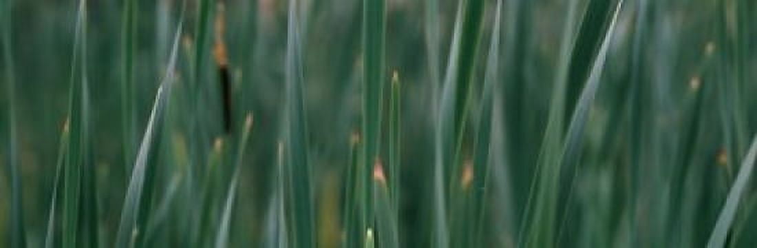 Close-up of weeds Canvas Art - Panoramic Images (18 x 6)