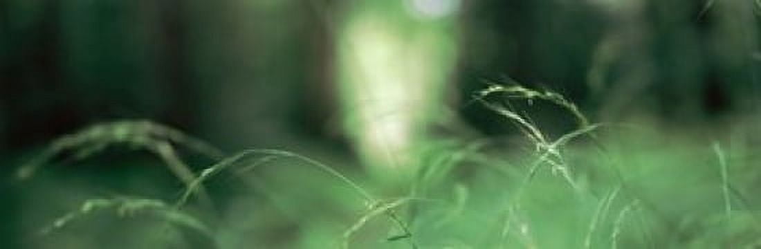 Close-up of weeds Canvas Art - Panoramic Images (36 x 12)