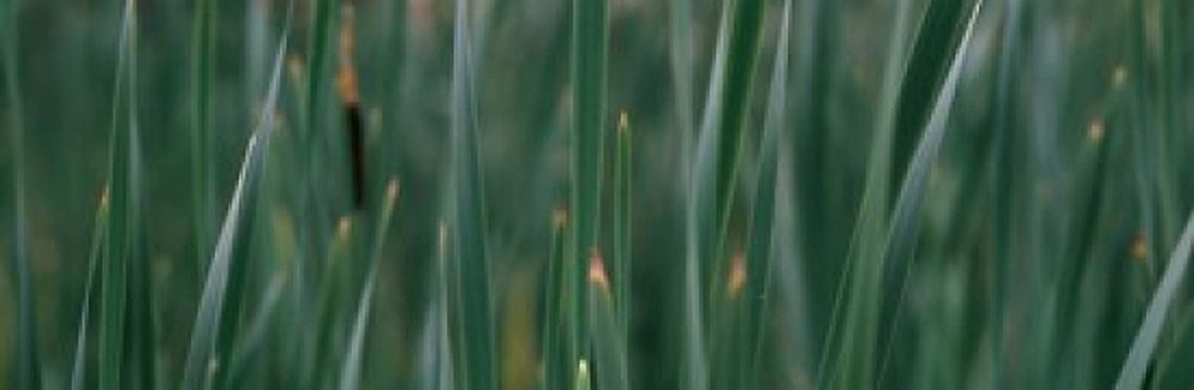 Close-up of weeds Canvas Art - Panoramic Images (36 x 12)