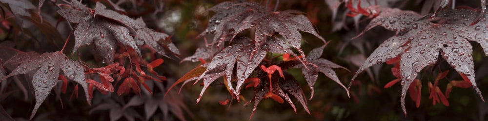 Close-up of wet Maple leaves Canvas Art - Panoramic Images (36 x 12)