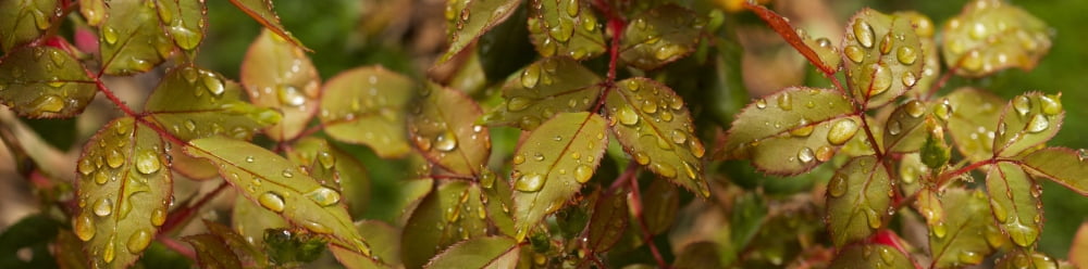 Close-up of wet leaves Canvas Art - Panoramic Images (27 x 9)