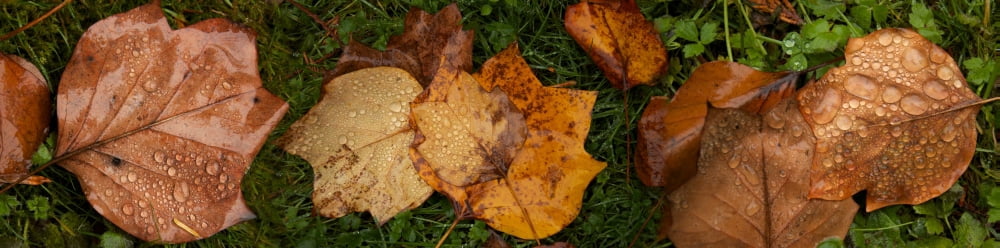 Close-up of wet leaves Canvas Art - Panoramic Images (27 x 9)
