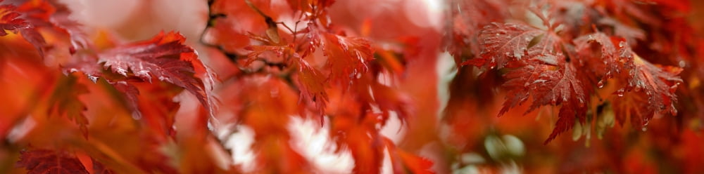 Close-up of wet leaves Canvas Art - Panoramic Images (27 x 9)