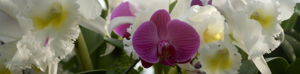 Close-up of white Orchid flowers in bloom Canvas Art - Panoramic Images (27 x 9)