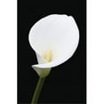 thumbnail image 1 of Close up of white arum or calla lily  shot from the front against a black background; London  England, 1 of 2