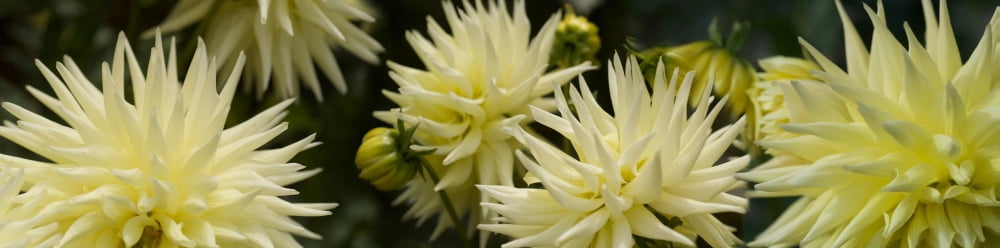 Close-up of white dahlia flowers Canvas Art - Panoramic Images (27 x 9)