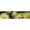 thumbnail image 1 of Close-up of white dahlia flowers Poster Print (27 x 9), 1 of 1