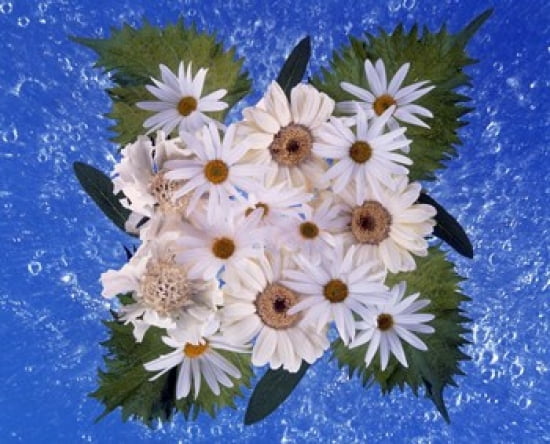 Close up of white daisy bouquet with mottled blue background Canvas Art - Panoramic Images (36 x 30)