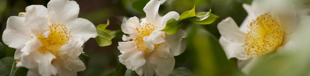 Close-up of white flowers Canvas Art - Panoramic Images (36 x 12)