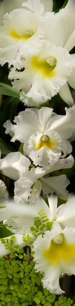 Close-up of white flowers Canvas Art - Panoramic Images (36 x 12)