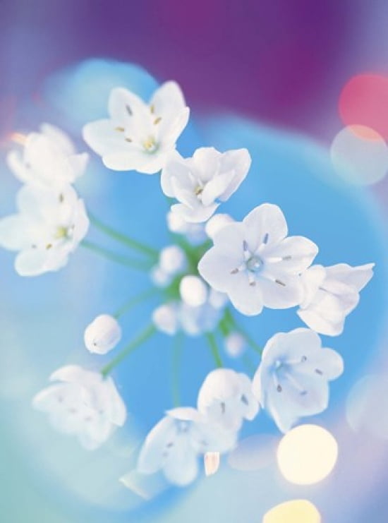 Close up of white flowers with out of focus blue background Canvas Art - Panoramic Images (27 x 36)