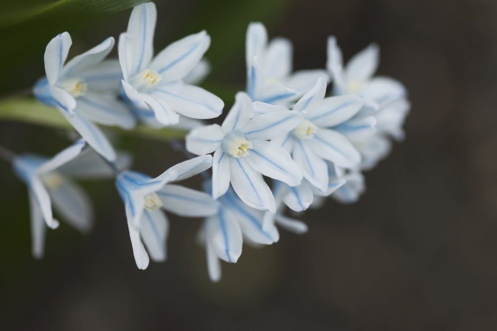 Close up of white flowersLake of the woods ontario canada Canvas Art - Keith Levit Design Pics (19 x 12)