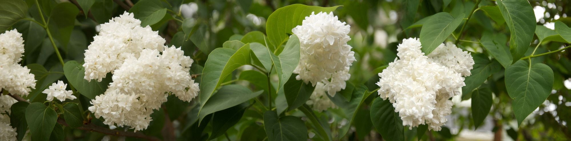 Close-up of white lilac Canvas Art - Panoramic Images (27 x 9)