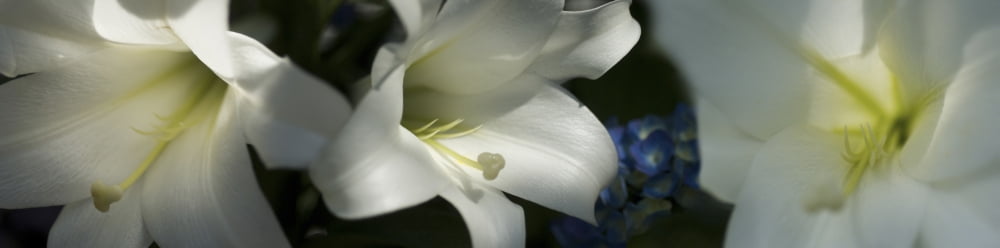 Close-up of white lily flowers Canvas Art - Panoramic Images (36 x 12)