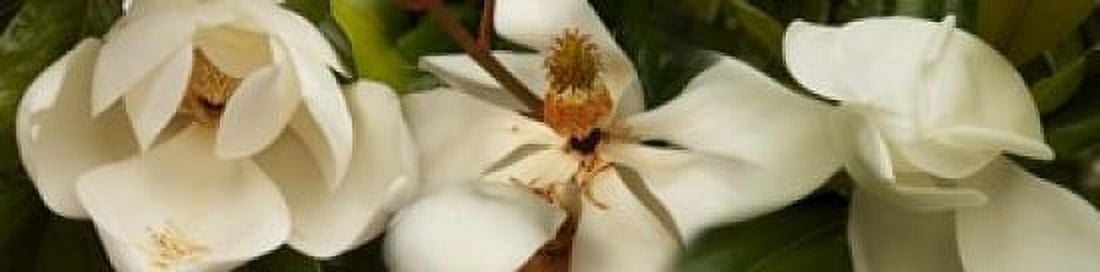 Close-up of white magnolia flowers Canvas Art - Panoramic Images (20 x 5)