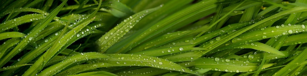 Close-up of wild wet grass Canvas Art - Panoramic Images (27 x 9)