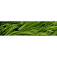 thumbnail image 1 of Close-up of wild wet grass Poster Print (27 x 9), 1 of 1