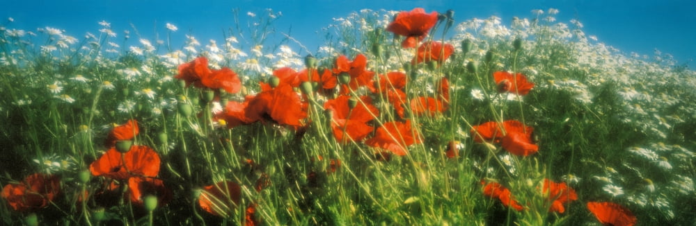 Close-up of wildflowers and poppies Aarhus Denmark Canvas Art - Panoramic Images (27 x 9)