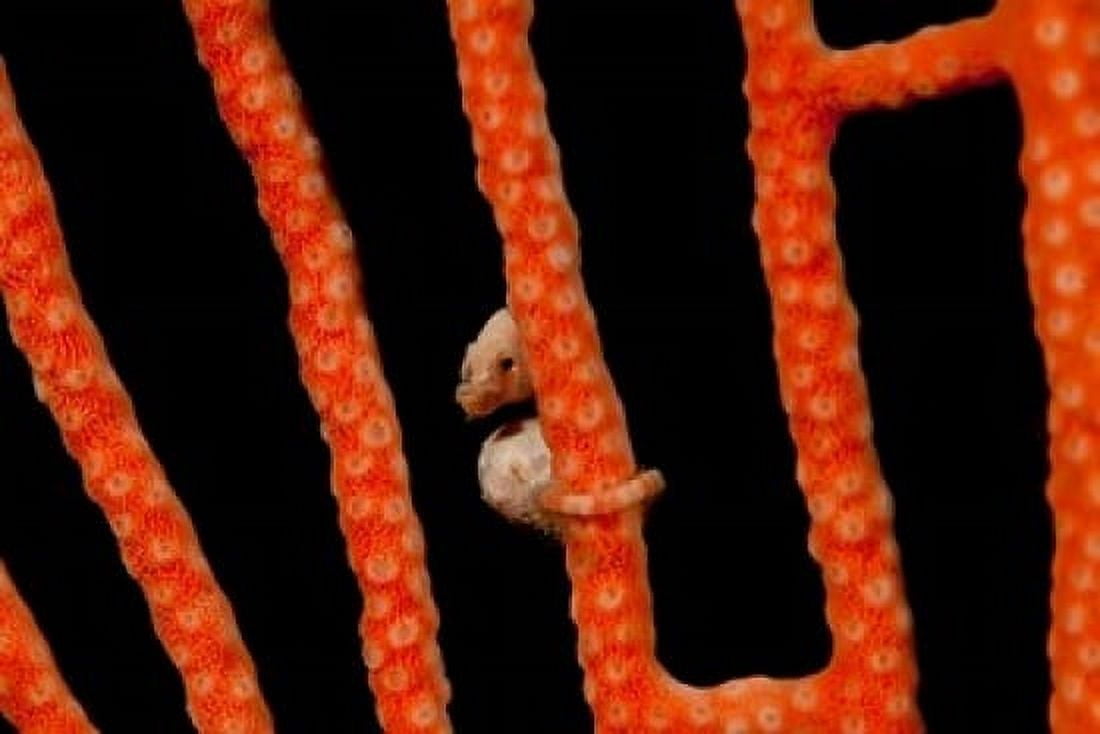 Close-up of worlds smallest seahorse Raja Ampat Papua Indonesia Canvas Art - Jaynes Gallery DanitaDelimont (20 x 13)