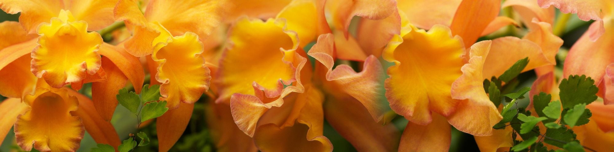 Close-up of yellow Orchid flowers Canvas Art - Panoramic Images (27 x 9)
