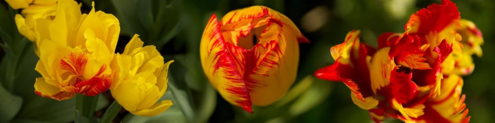 Close-up of yellow flowers Canvas Art - Panoramic Images (27 x 9)