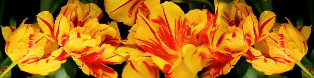 Close-up of yellow flowers Canvas Art - Panoramic Images (36 x 12)