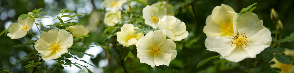 Close-up of yellow flowers Canvas Art - Panoramic Images (36 x 12)