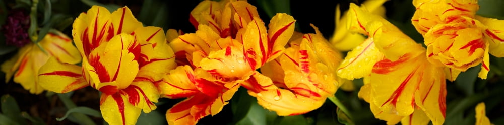 Close-up of yellow flowers Canvas Art - Panoramic Images (36 x 12)