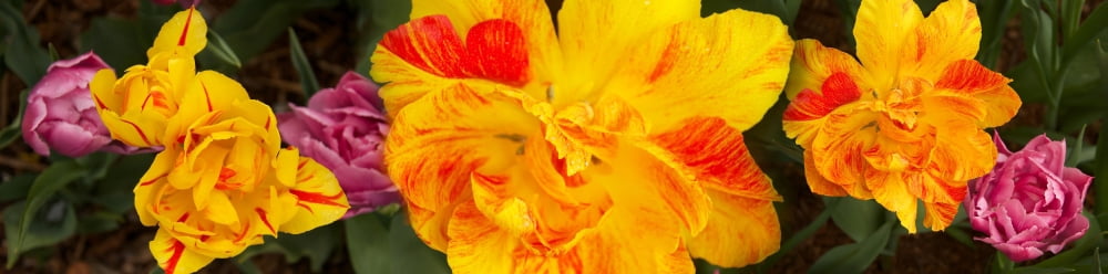 Close-up of yellow flowers Canvas Art - Panoramic Images (36 x 12)