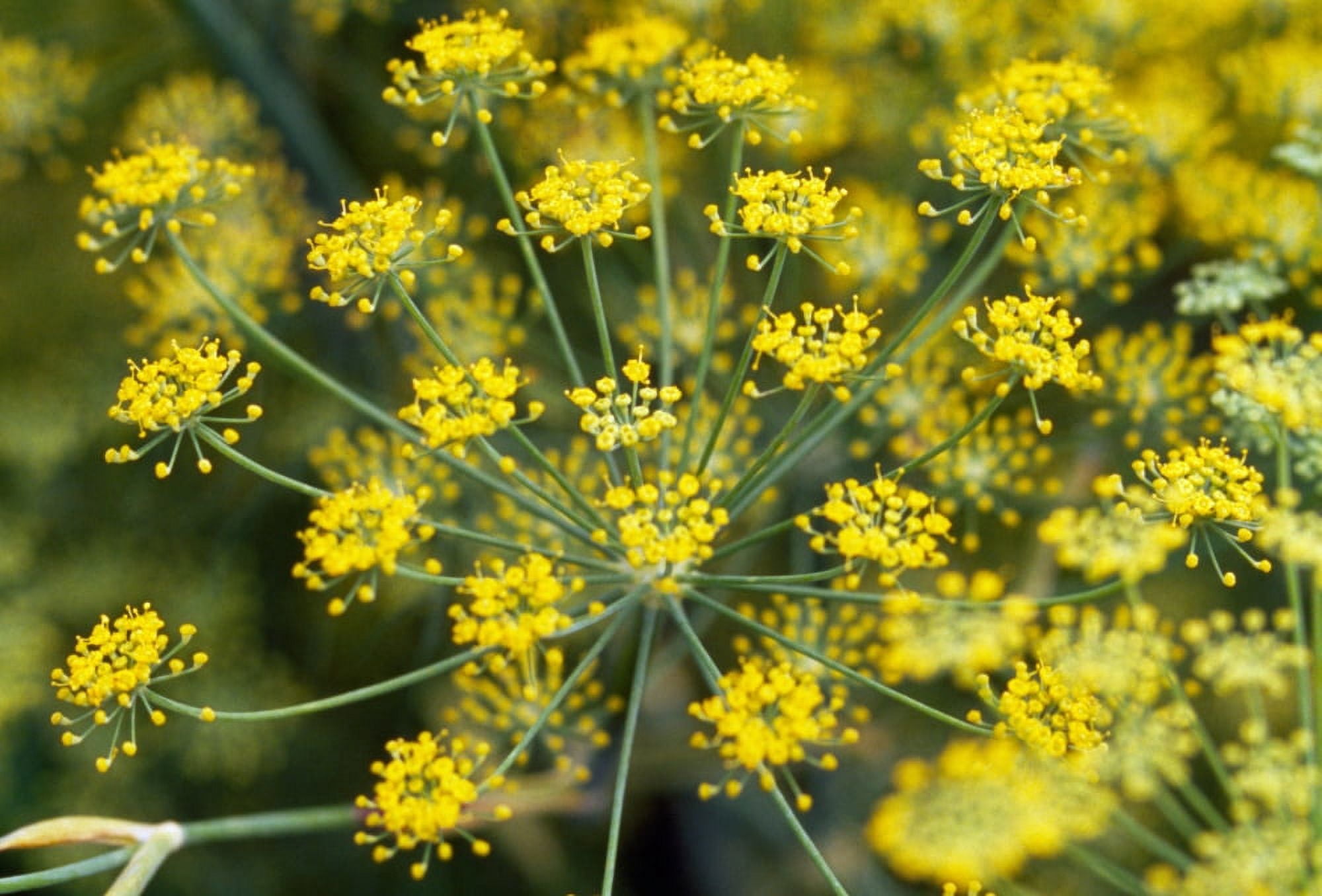 Close-up of yellow flowers Canvas Art - Panoramic Images (9 x 27)
