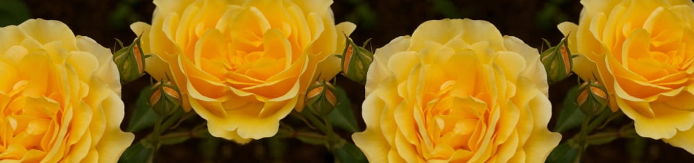 Close-up of yellow roses Canvas Art - Panoramic Images (40 x 10)