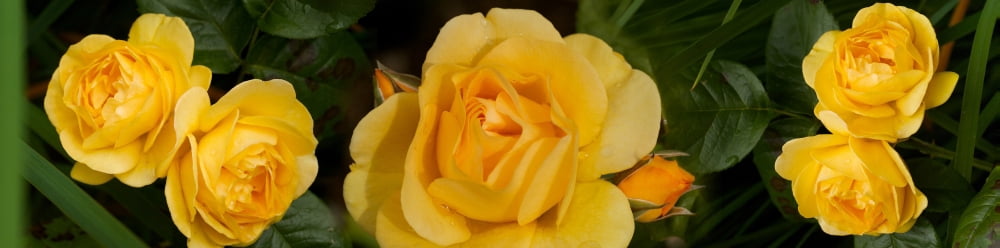 Close-up of yellow roses of Texas Canvas Art - Panoramic Images (36 x 12)