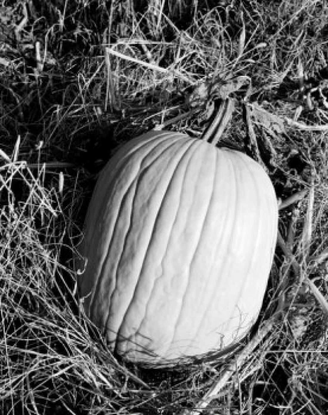 Close-up outdoor shot of pumpkin Canvas Art - (18 x 24)