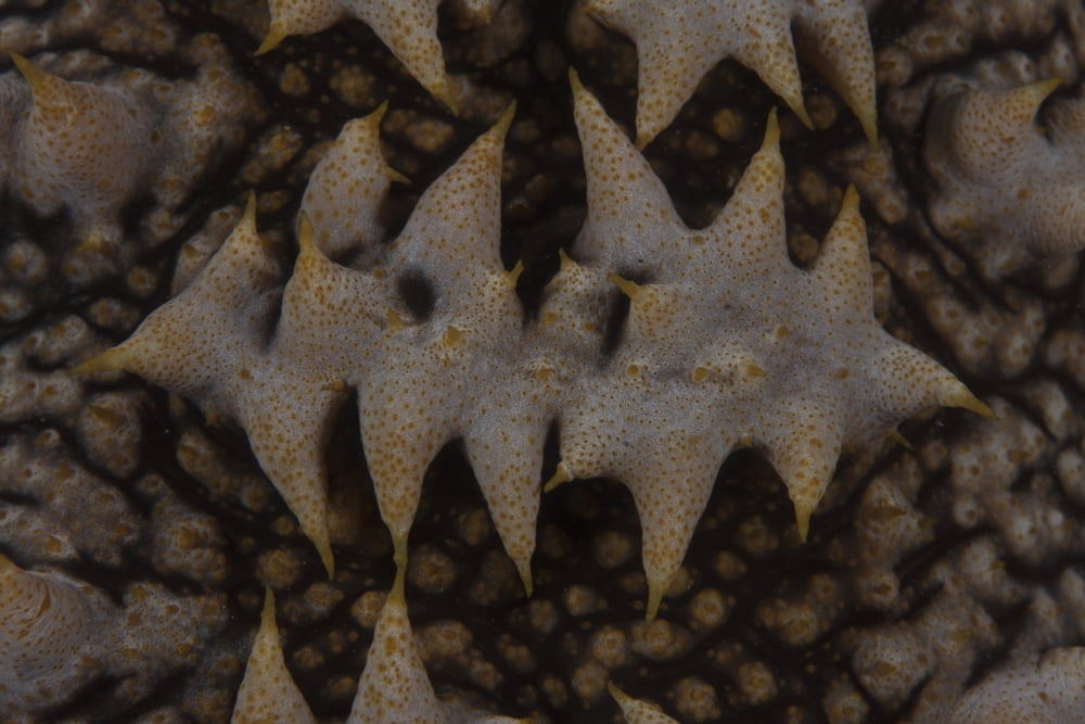 Close-up pattern of a giant sea cucumber Canvas Art - Terry MooreStocktrek Images (18 x 12)