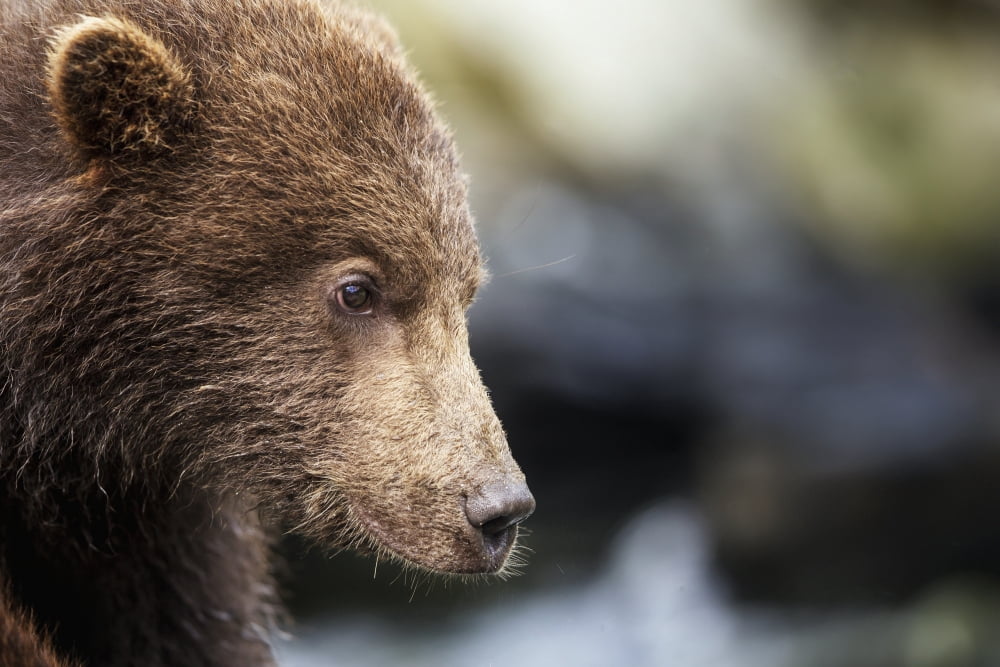 Close-up portrait of Coastal Brown Bear Spring Cub (Ursus arctos) on rocks along Kuliak Bay Katmai National Park Southwest Alaska Canvas Art - Paul Souders Design Pics (38 x 24)