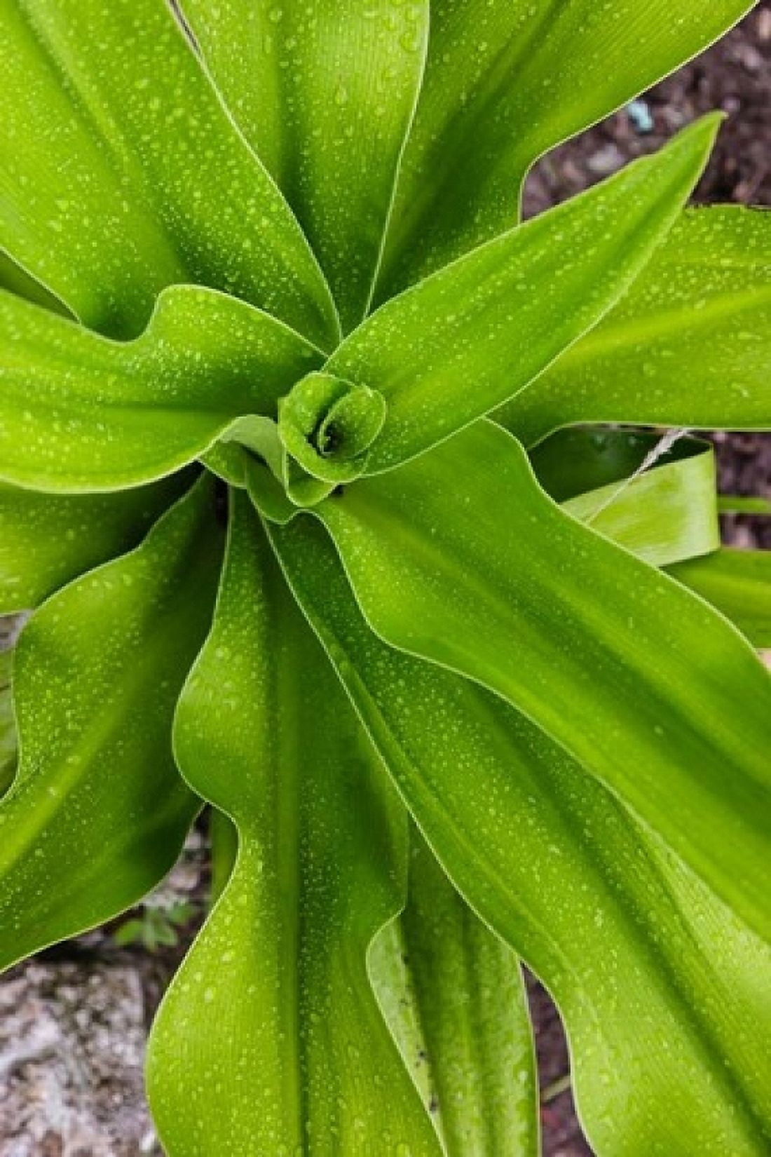 Close-up shot of dewdrops plant Ibo Island Morocco Canvas Art - Alida Latham DanitaDelimont (18 x 24)