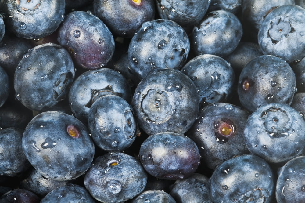 Close up shot of several fresh blueberries Canvas Art - Bill Brennan Design Pics (18 x 12)