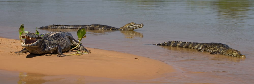 Close-up of three Yacare Caiman (Caiman yacare) in a river Pantanal Matogrossense National Park Pantanal Wetlands Brazil Canvas Art - Panoramic Images (6 x 18)