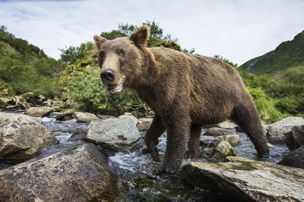 Close-up view of Coastal Brown Bear (Ursus arctos) fishing for spawning salmon in stream by Kuliak Bay Katmai National Park Southwest Alaska Canvas Art - Paul Souders Design Pics (38 x 24)