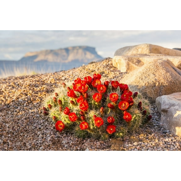 Close up view of Claret Cup Cactus flowers at sunset with Mt Garfield in the background; Colorado United States of Ame 1