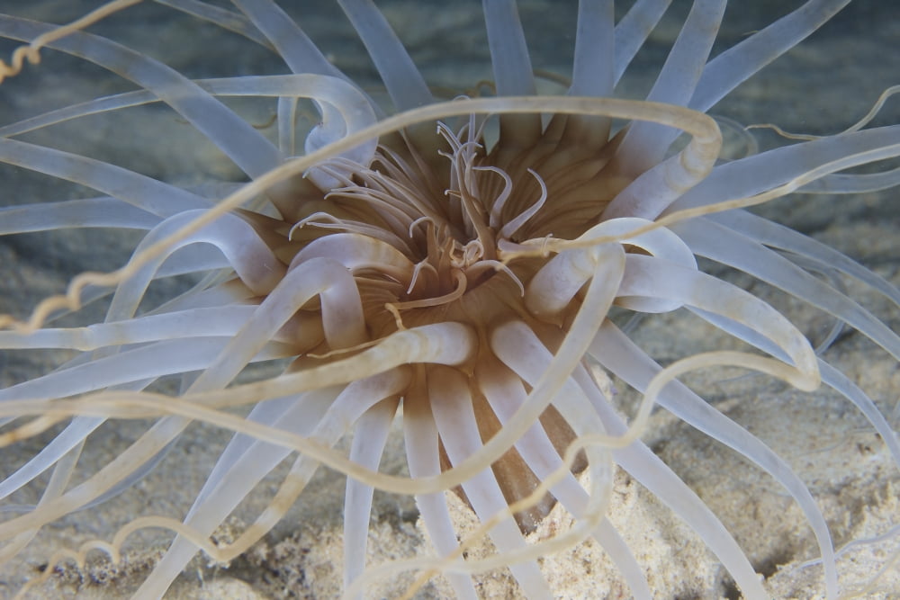 Close-up view of Sand Anemone Bonaire Caribbean Netherlands Canvas Art - Terry MooreStocktrek Images (18 x 12)