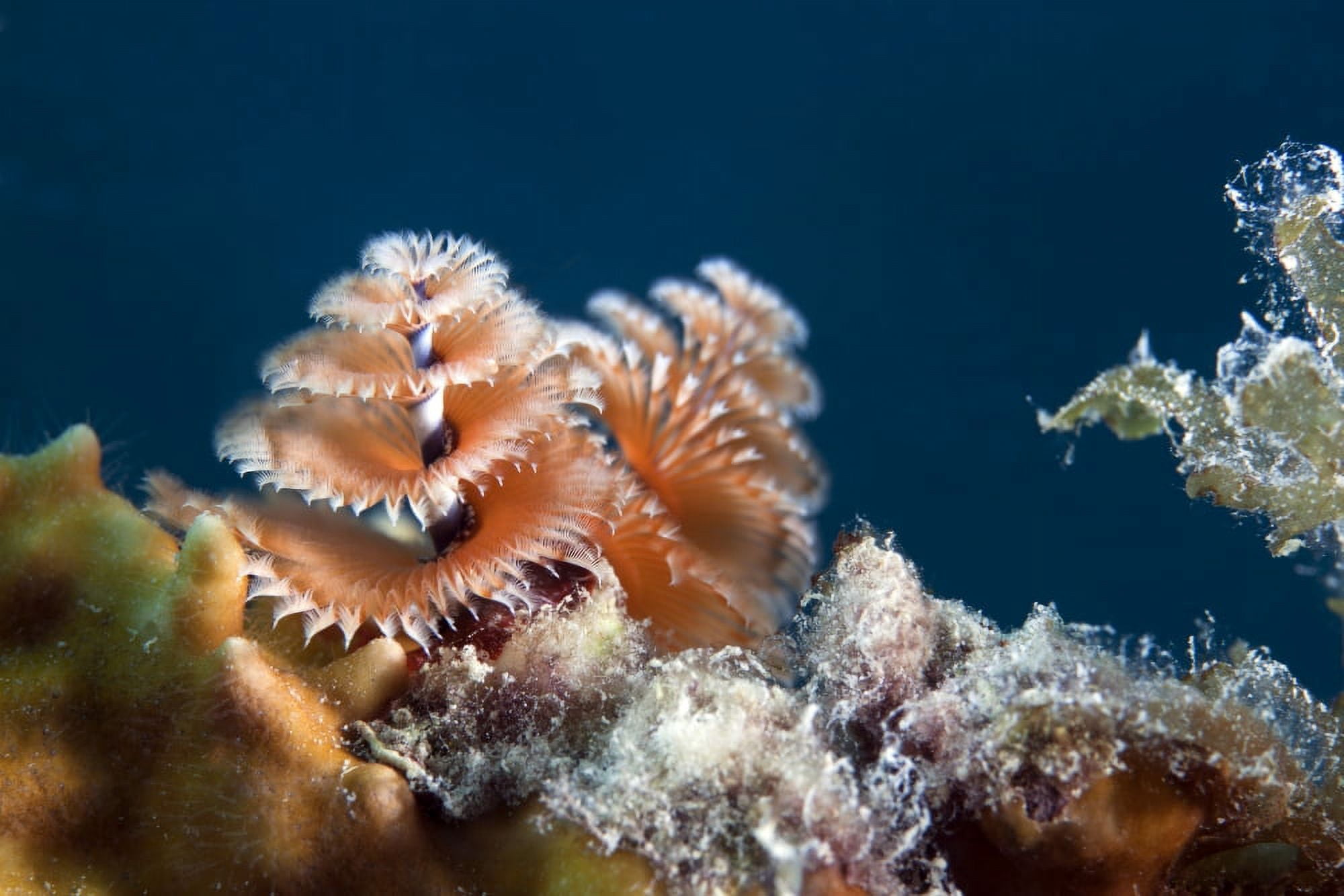 Close-up view of a Christmas Tree Worm Key Largo Florida Canvas Art - Michael WoodStocktrek Images (18 x 12)