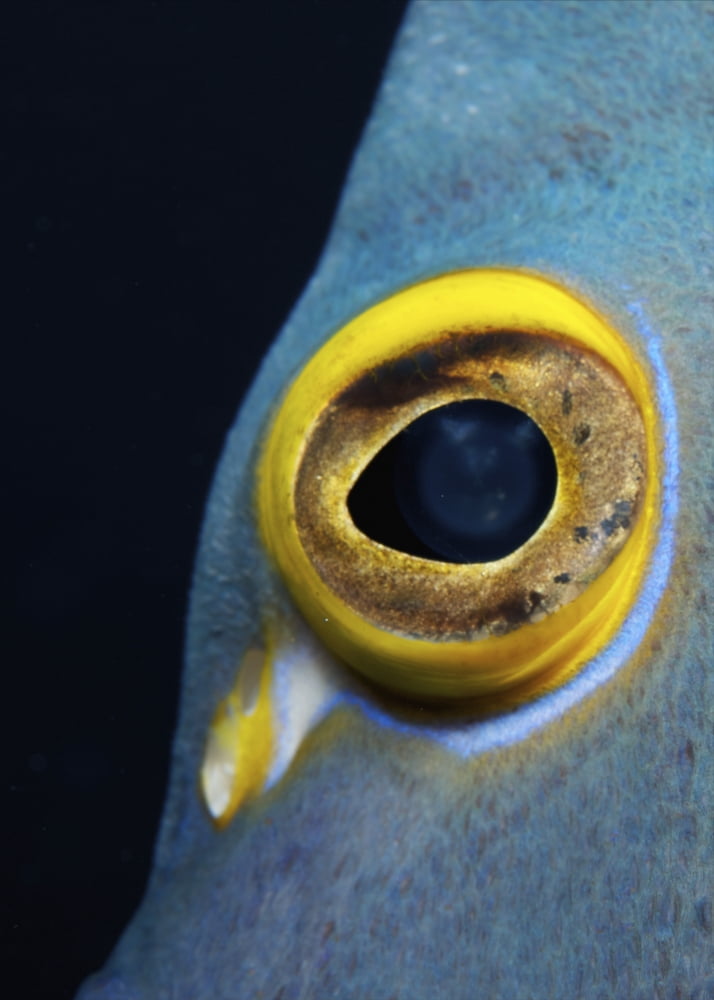 Close-up view of a French Angelfish eye Canvas Art - Amanda NichollsStocktrek Images (24 x 33)