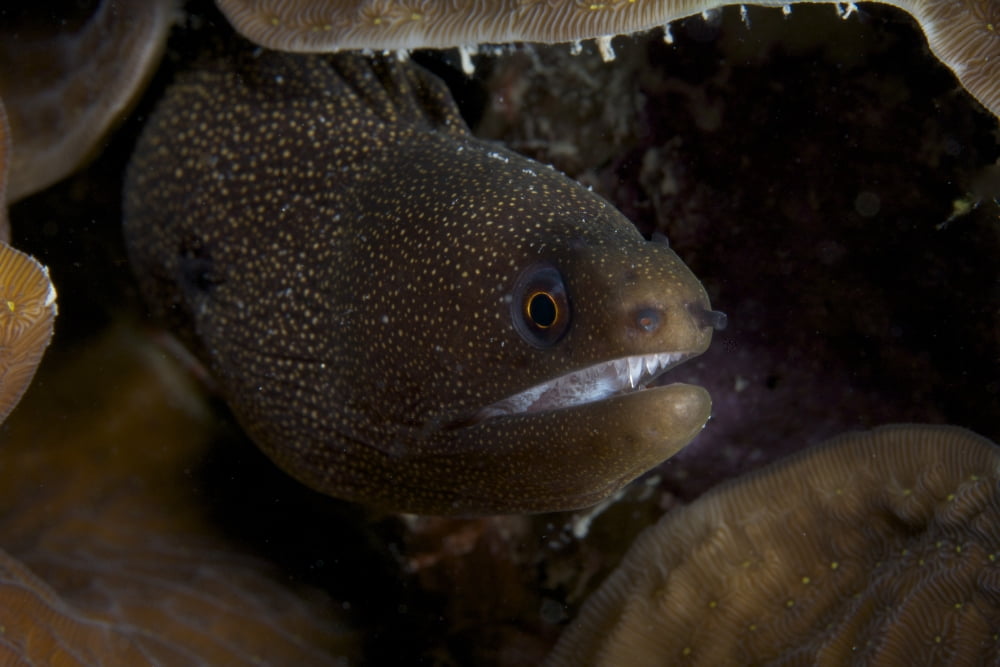 Close-up view of a Goldentail Moray Eel Canvas Art - Terry MooreStocktrek Images (18 x 12)