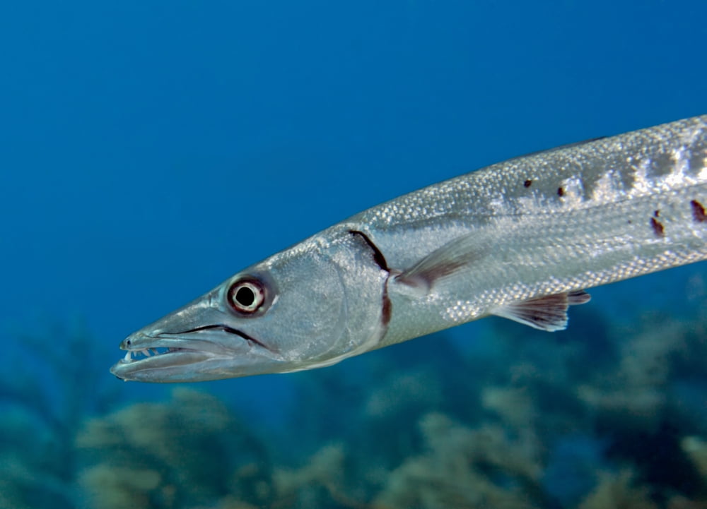 Close-up view of a Great Barracuda Canvas Art - Michael WoodStocktrek Images (33 x 24)