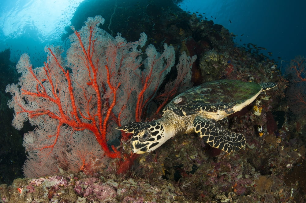Close-up view of a Hawksbill sea turtle next to a red sea fan Indonesia Canvas Art - Steve JonesStocktrek Images (18 x 12)